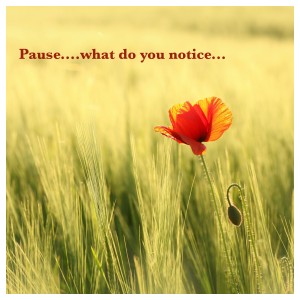 pause photo